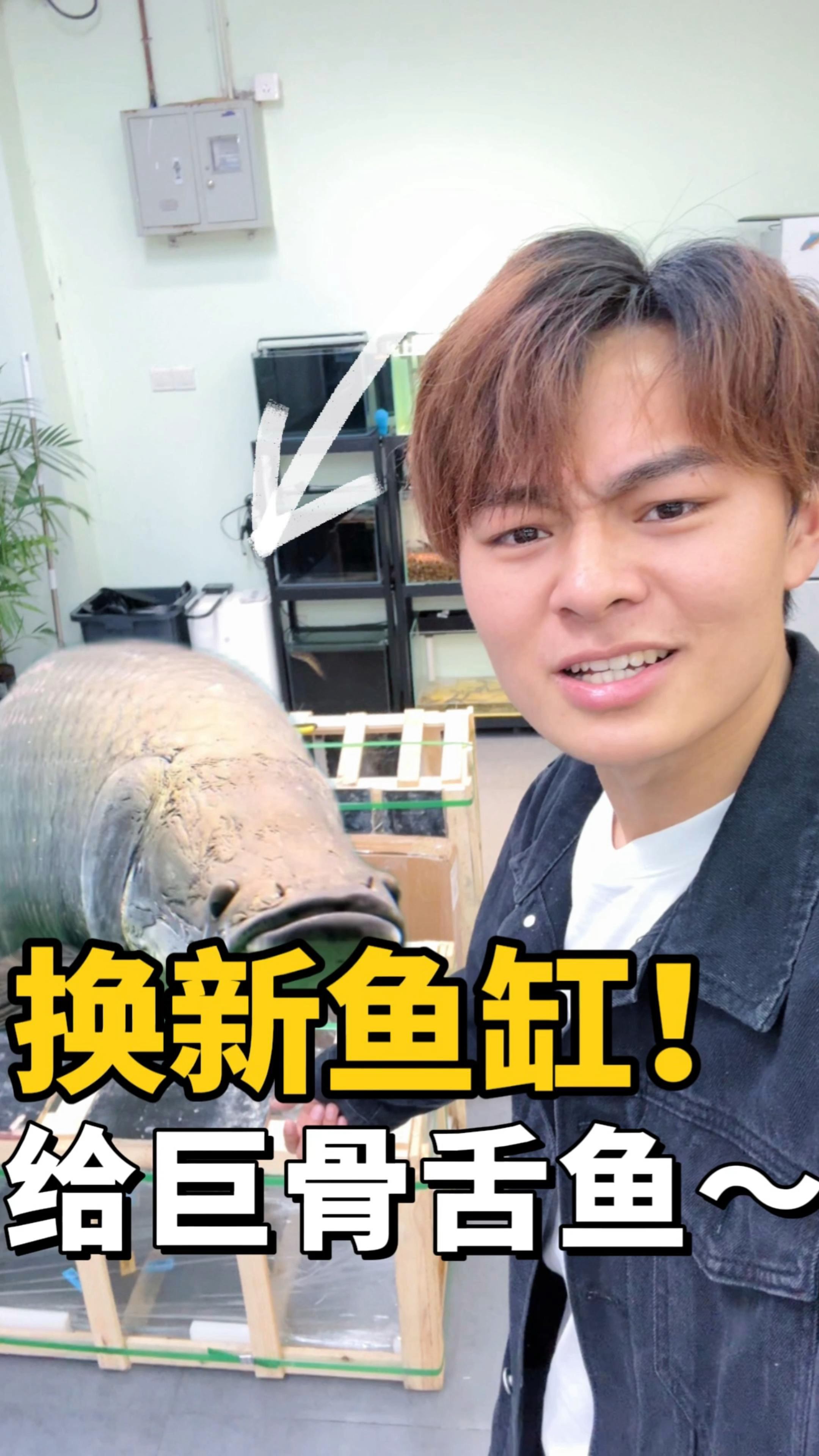 巨骨舌鱼长太快,又要换新鱼缸