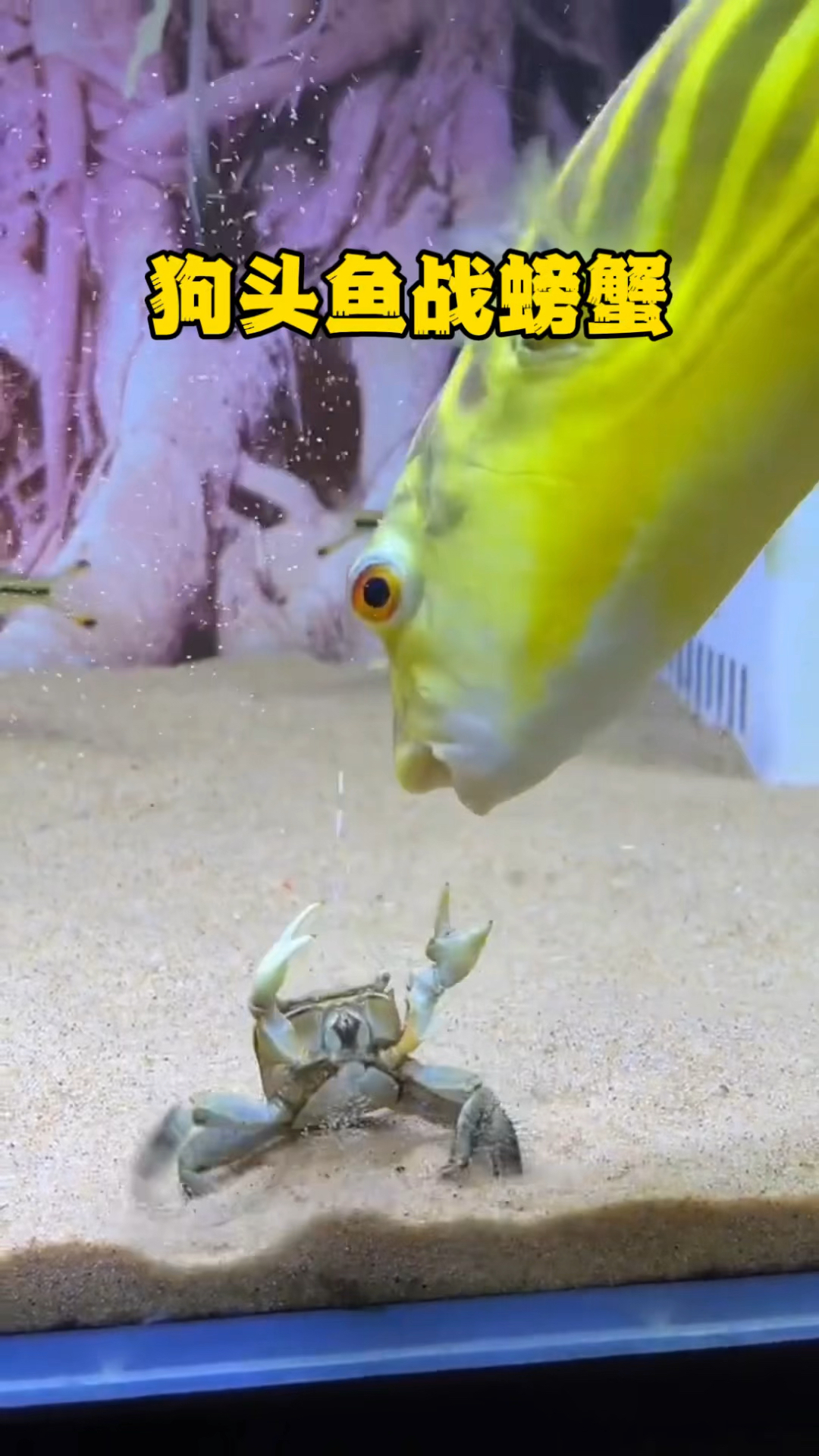 斑马狗头鱼秒杀大虾,十分凶猛不惧螃蟹,战斗力爆表几招就将它们给噶了