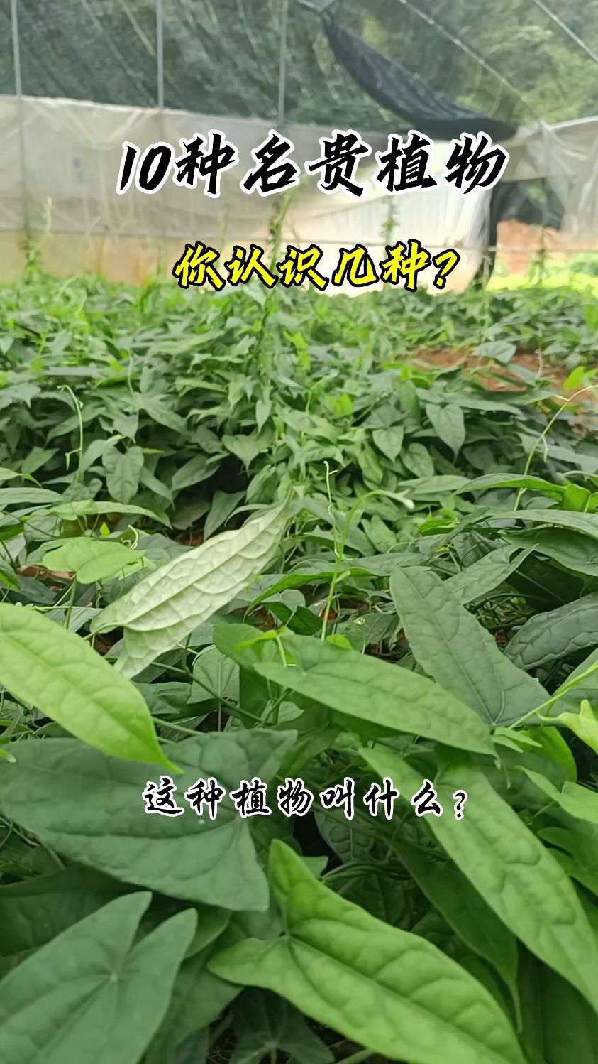 十种名贵植物你认识几种? 地苦胆、金线吊葫芦、山慈菇