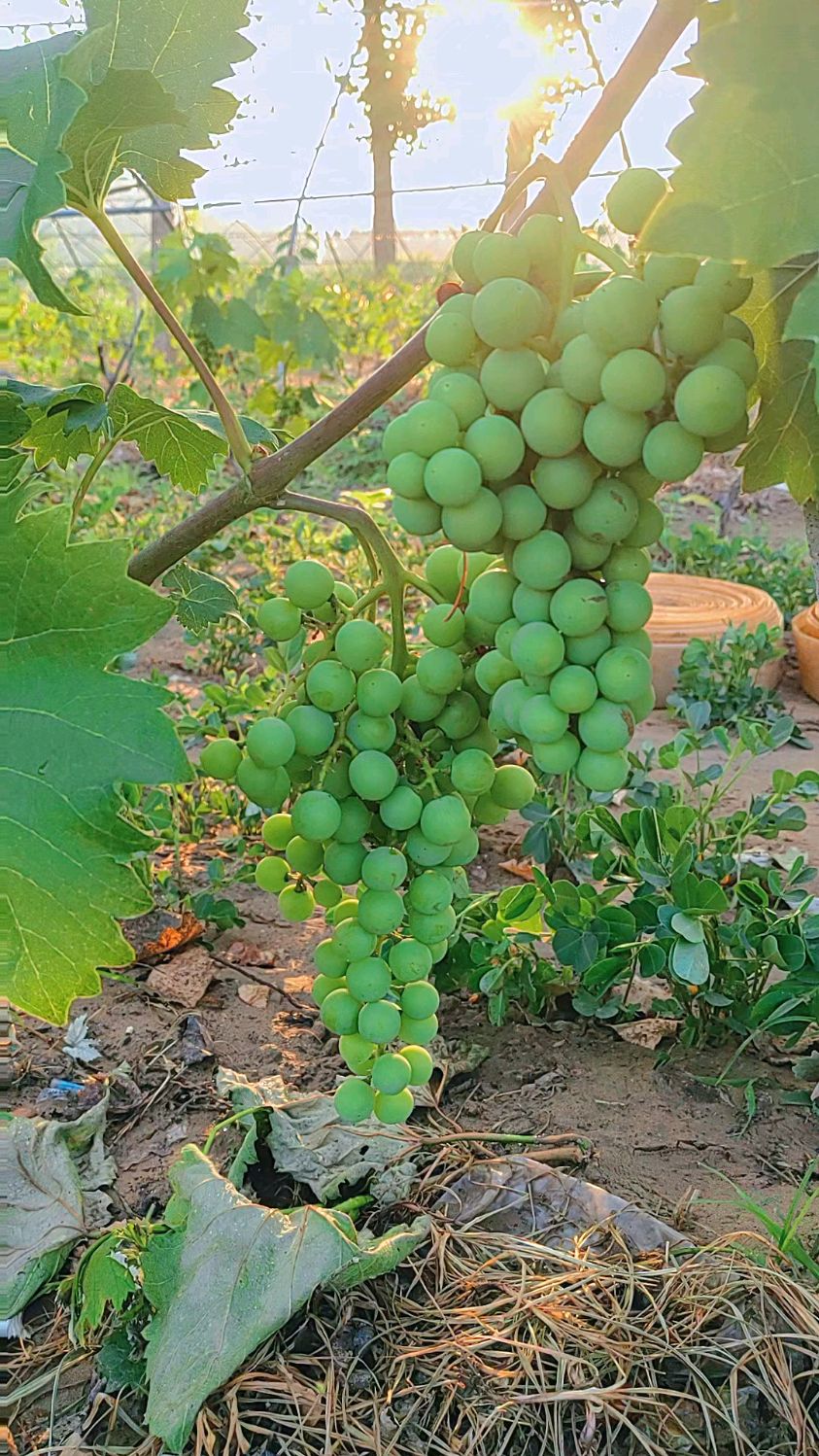 民权葡萄酒葡萄种植基地