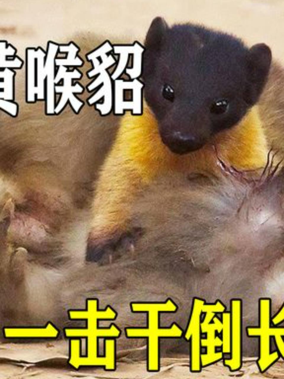 蜜狗黄喉貂:小型凶猛食肉动物,捕猎技能惊人!2