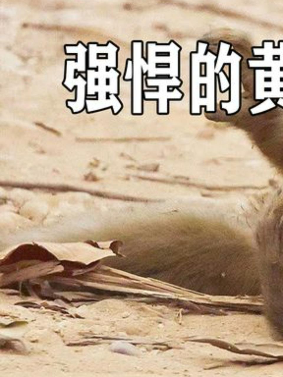 蜜狗黄喉貂:小型凶猛食肉动物,捕猎技能惊人!1
