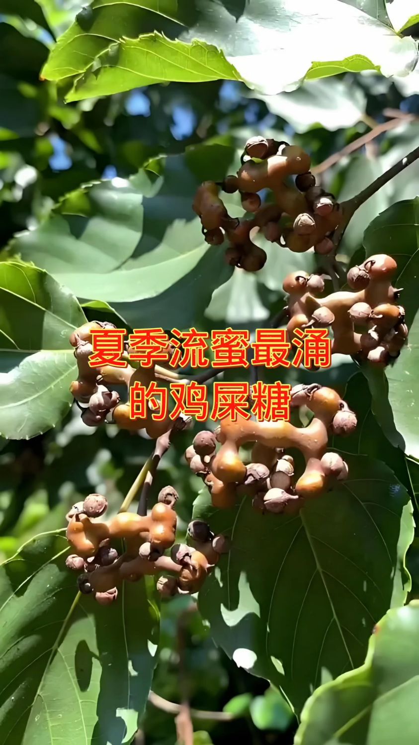 夏季流蜜最涌的鸡屎糖