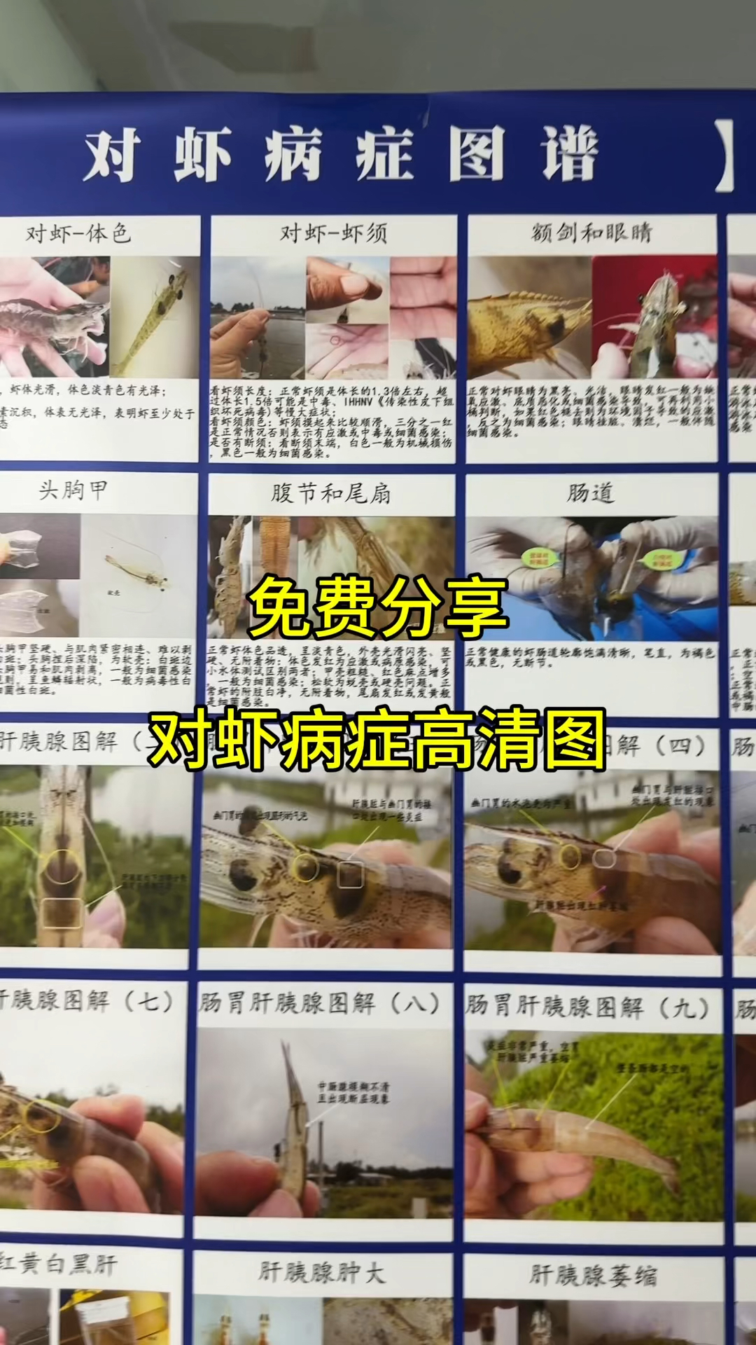 对虾病症高清图谱免费分享