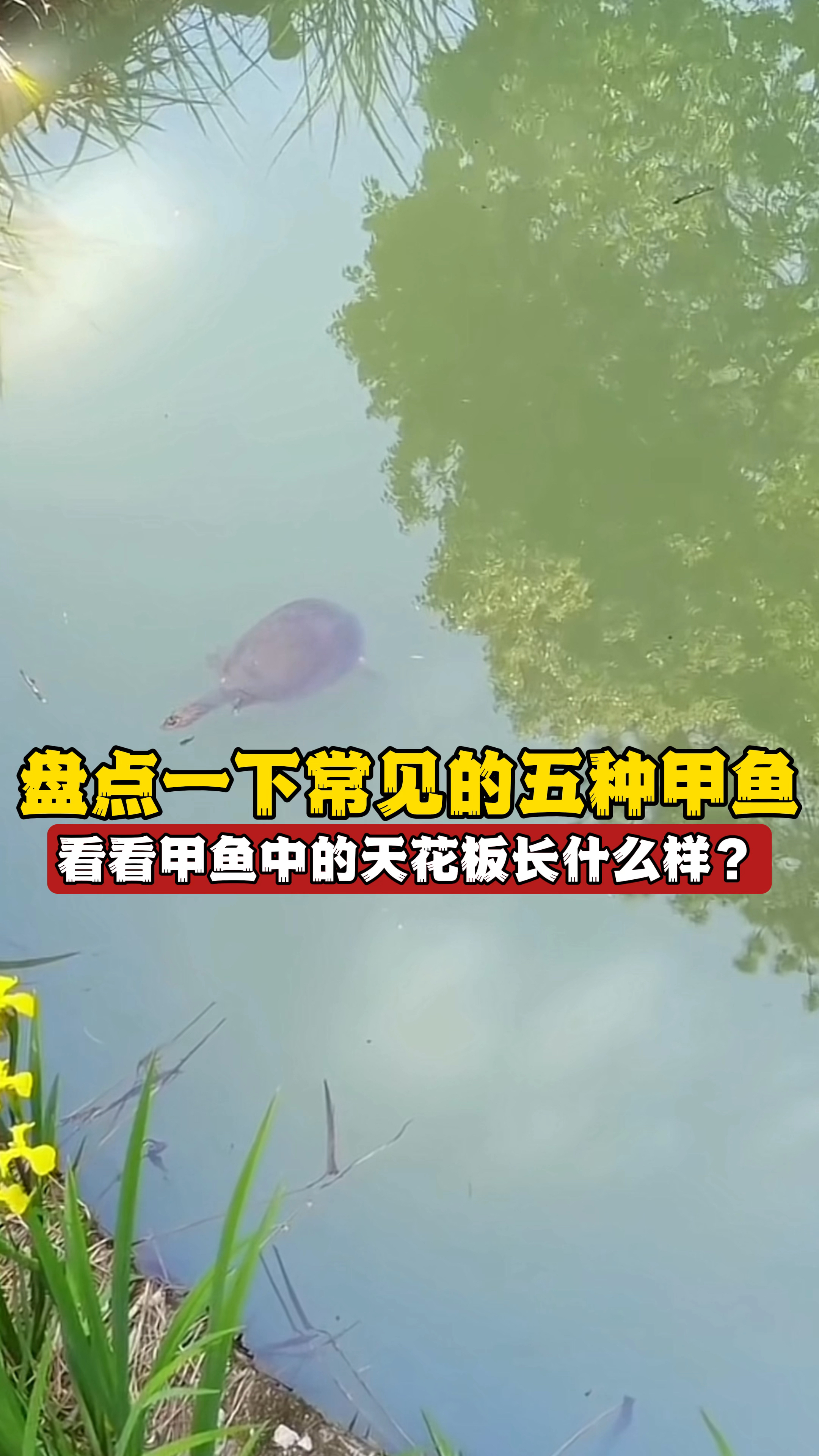 盘点一下常见的五种甲鱼,看看甲鱼中的天花板长什么样?