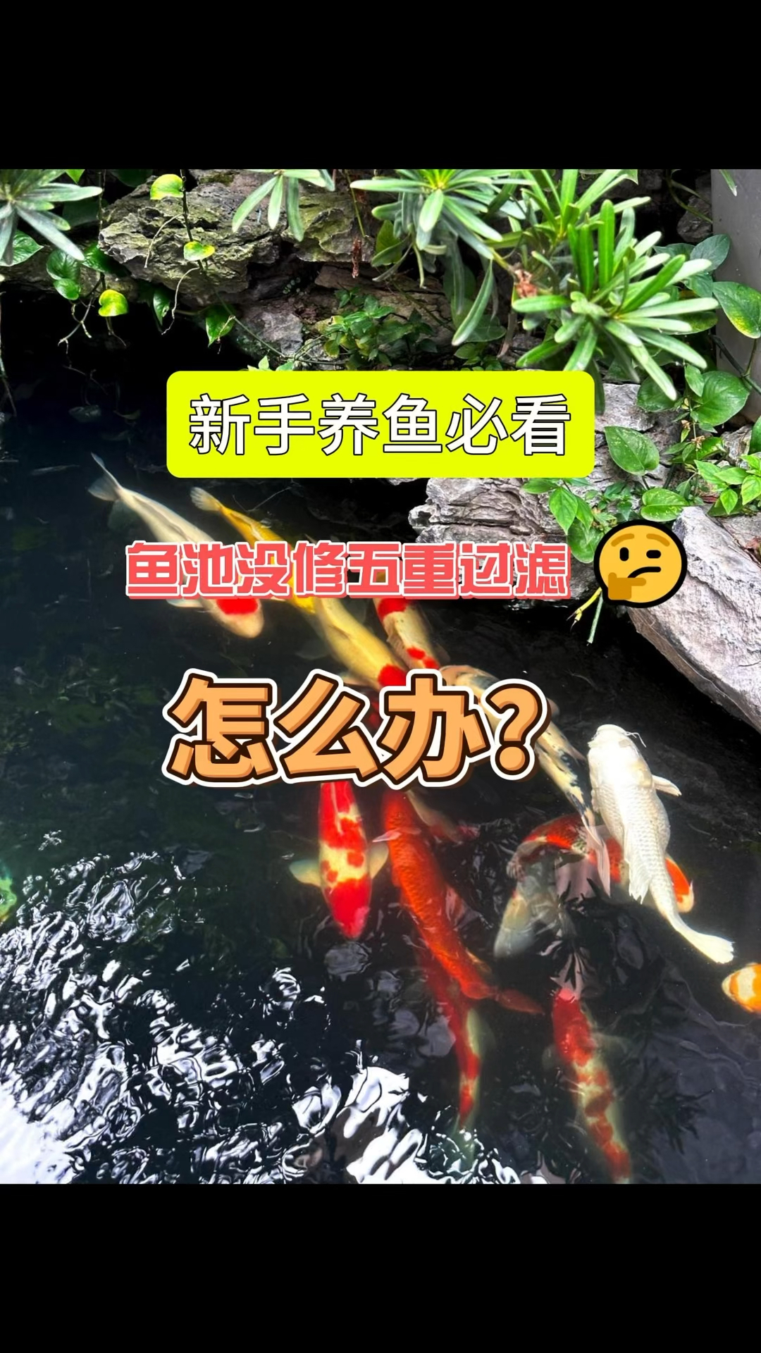 小鱼池没有五重过滤系统怎么办