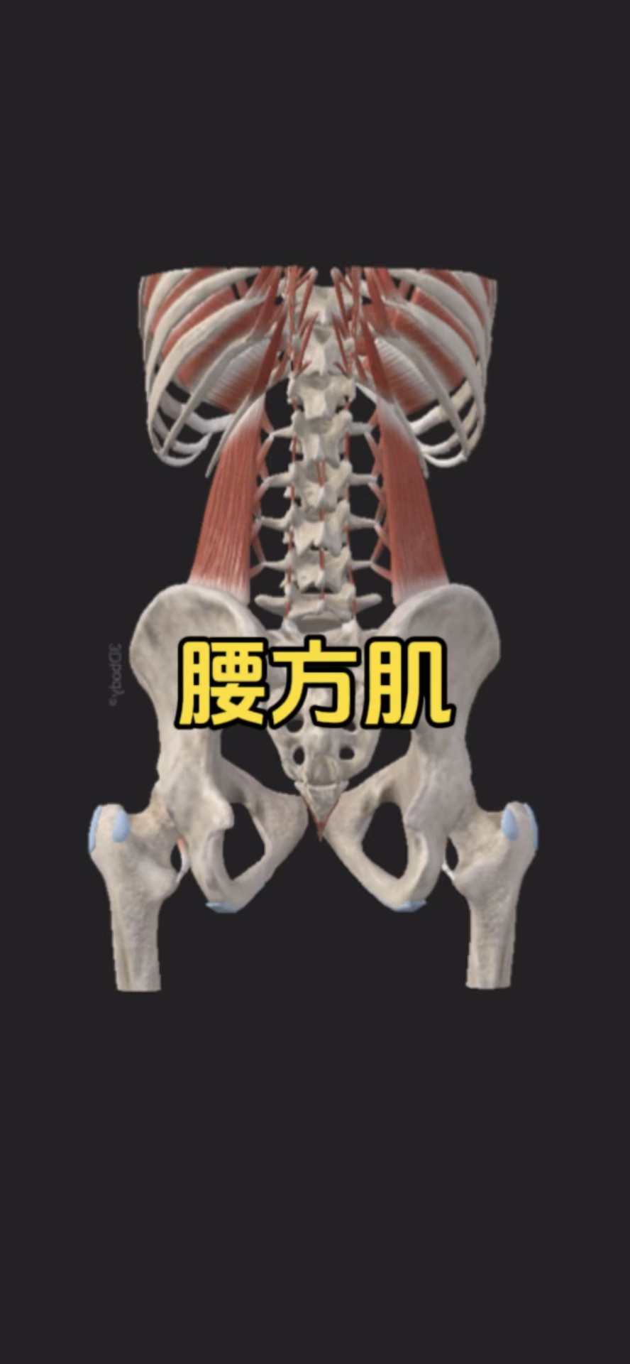 认识可能引起腰部不适的腰方肌!