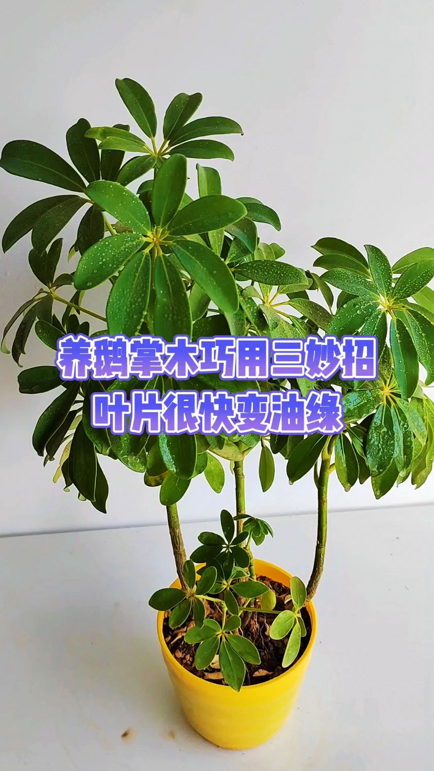 养鹅掌木巧用三妙招,叶片很快变油绿