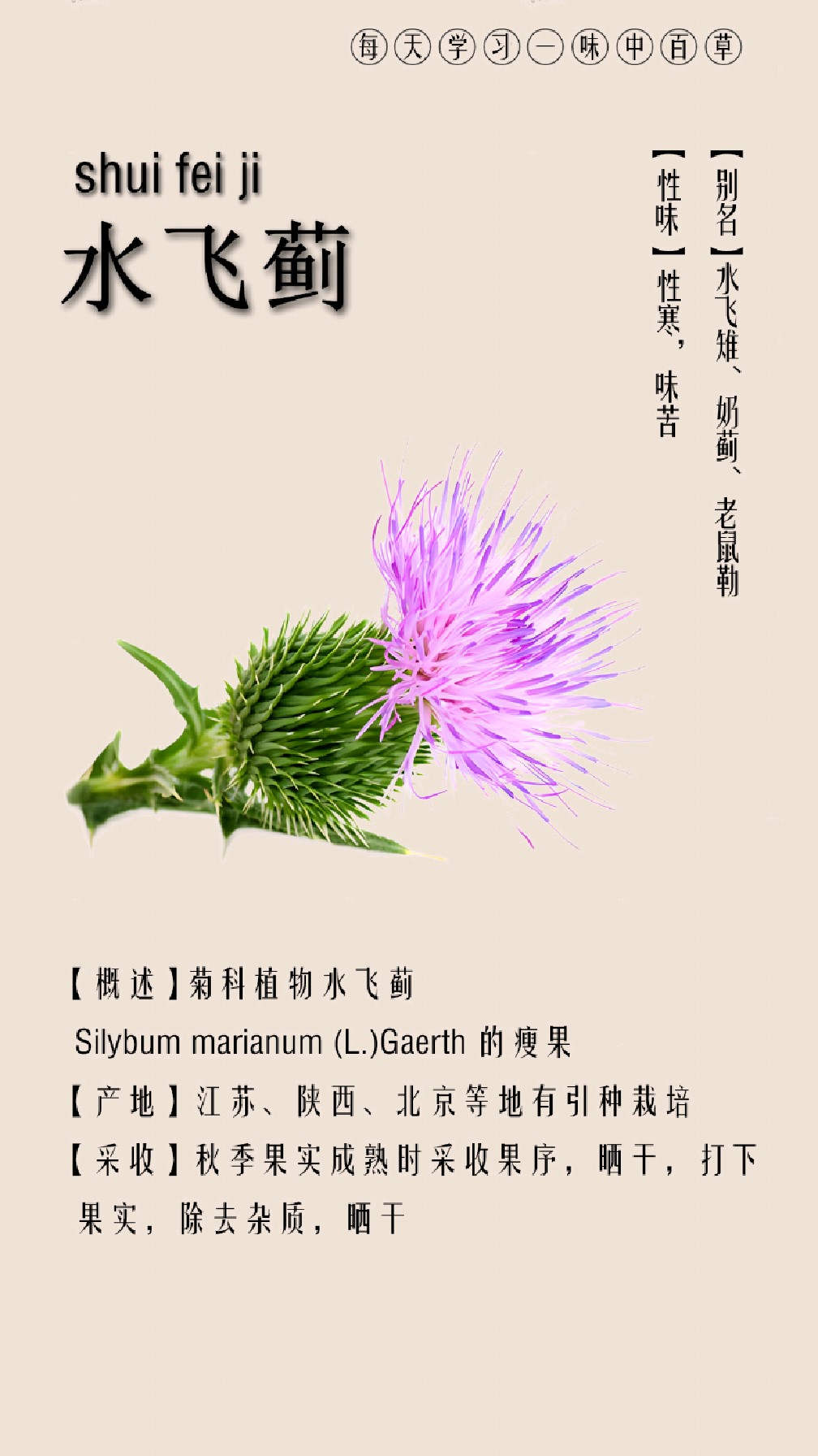 每天认识一味中草药·水飞蓟