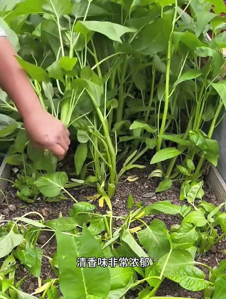 高温天气也能种空心菜,大叶空心菜越掐长得越旺,茎秆叶都能吃