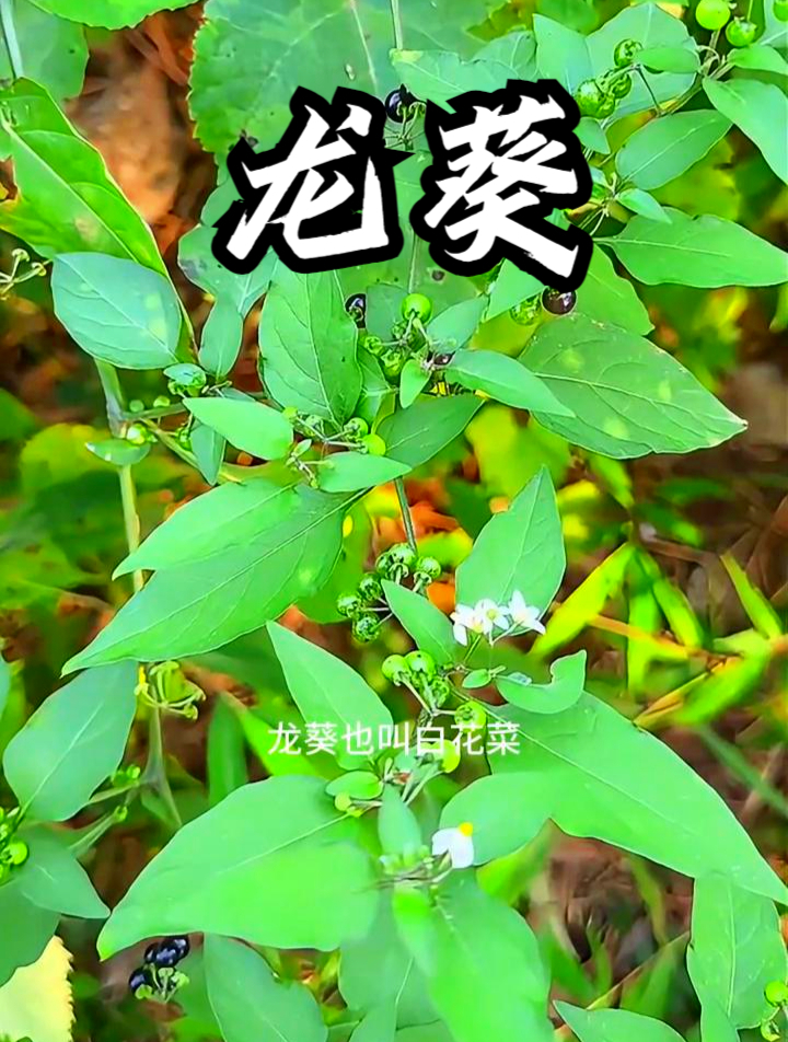 黑天天又叫龙葵,听说把它捣烂外敷,可以起到止痒的作用