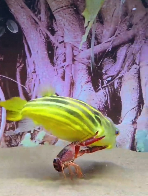 水族箱里的生死战,小龙虾能否战胜狗头鱼?