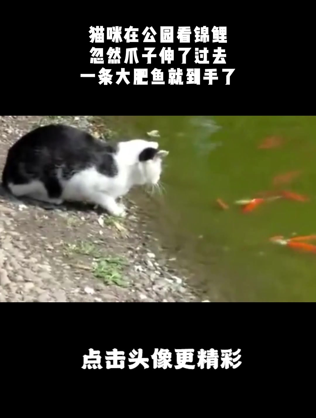 猫咪在公园看锦鲤,忽然爪子伸了过去,一条大肥鱼就到手了!