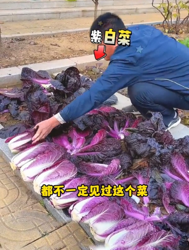 不用育苗不移栽,紫白菜耐热不招虫,比牛肉营养价值还高!