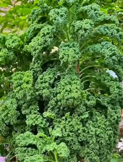 羽衣甘蓝不愧是最“豪横”的蔬菜,从小苗吃到大苗,叶子越摘越长