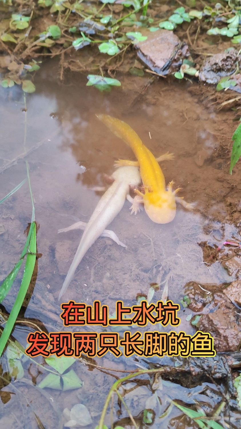 今天在山上的水坑里发现了两只长脚的鱼