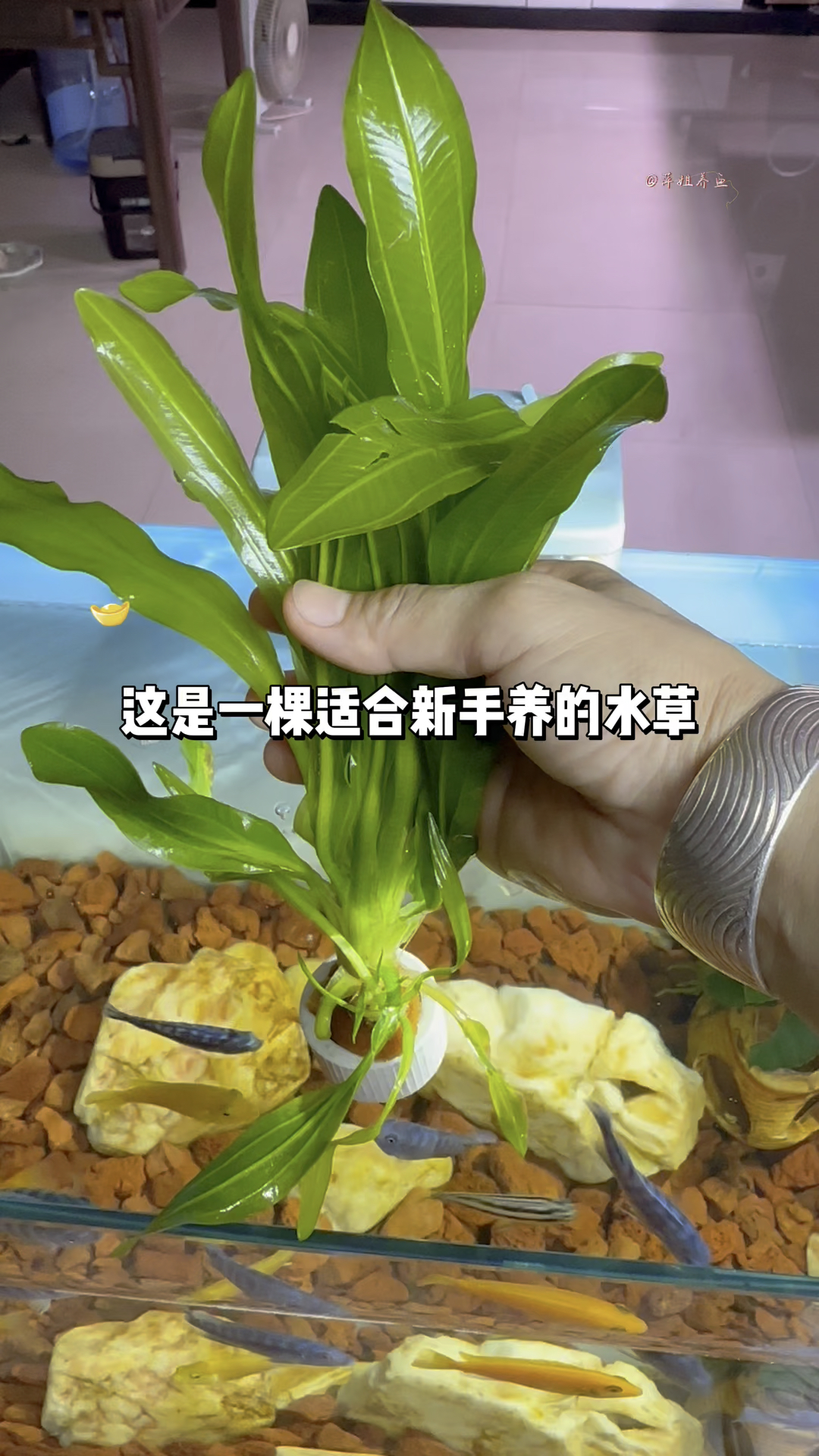 这是一棵适合新手养的水草,大叶绿九冠#水族 #鱼缸里的大自然