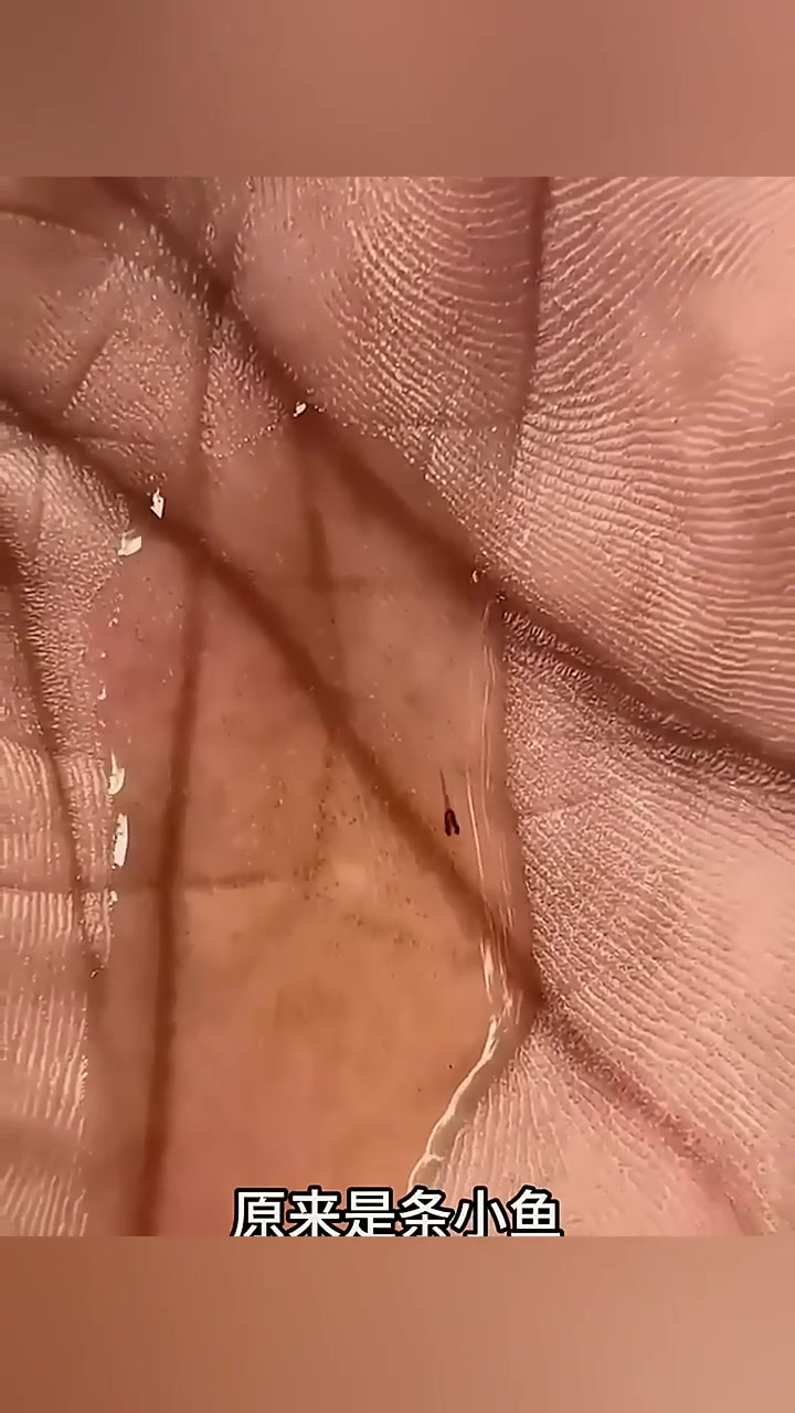 美丽的小鱼,下集更精彩