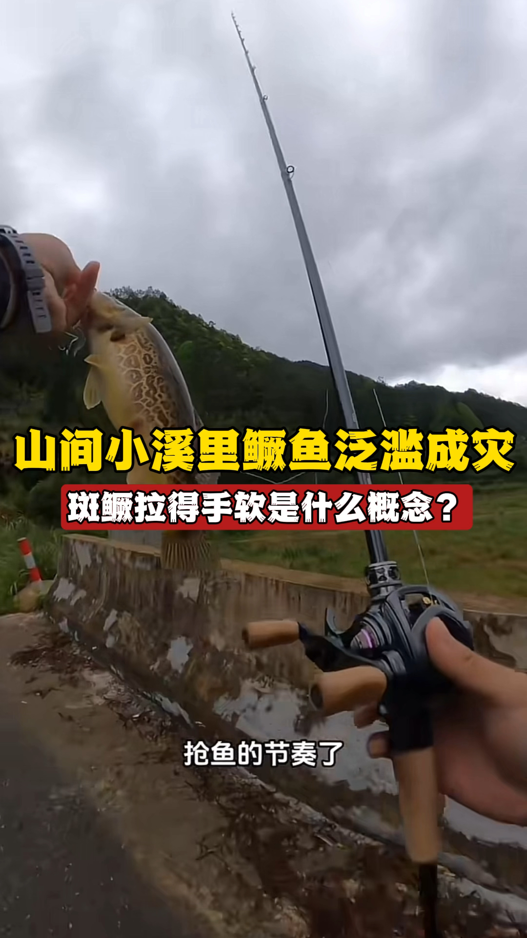 没想到山间小溪里鳜鱼竟然泛滥成灾!看斑鳜拉得手软是什么概念?