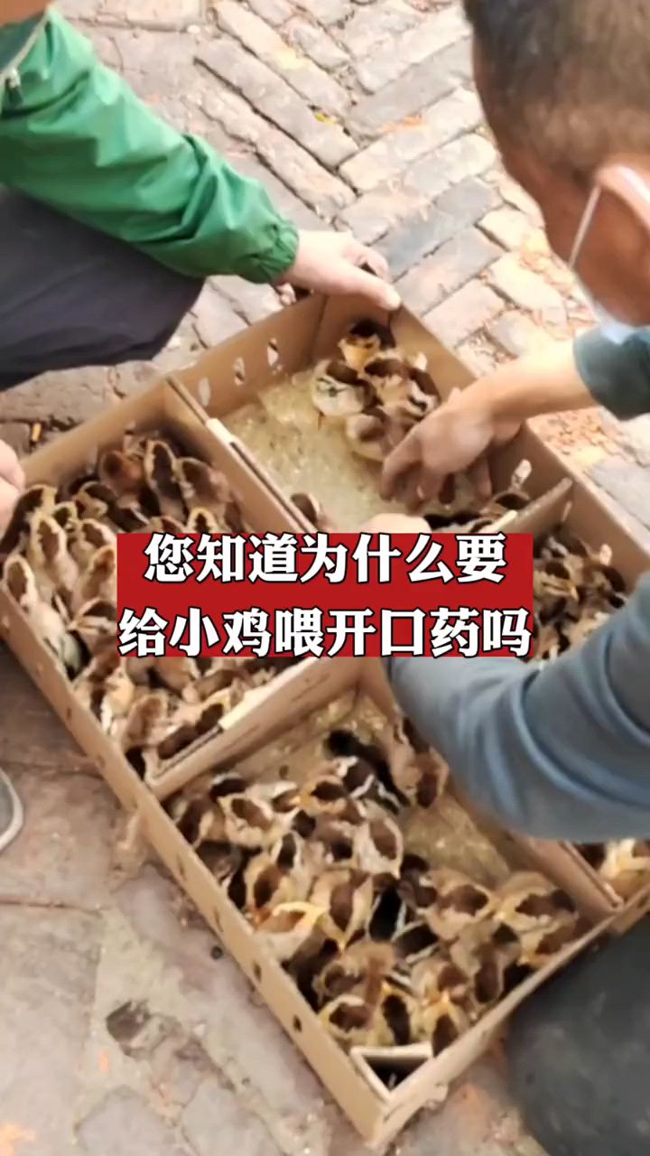 你知道为什么要喂小鸡开口药吗