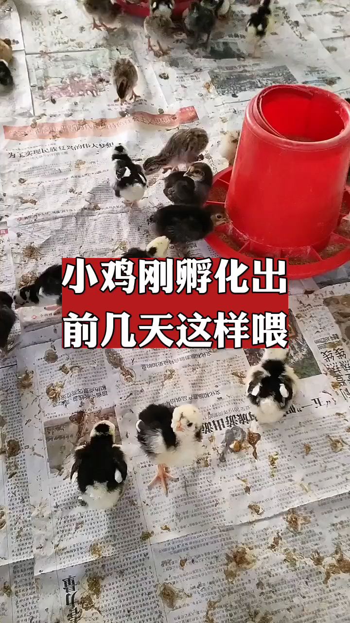 小鸡刚孵化出来怎么喂