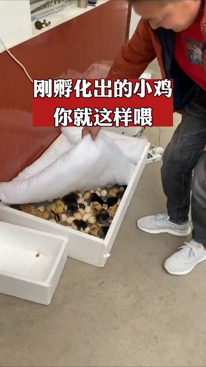 刚孵化的小鸡怎么喂