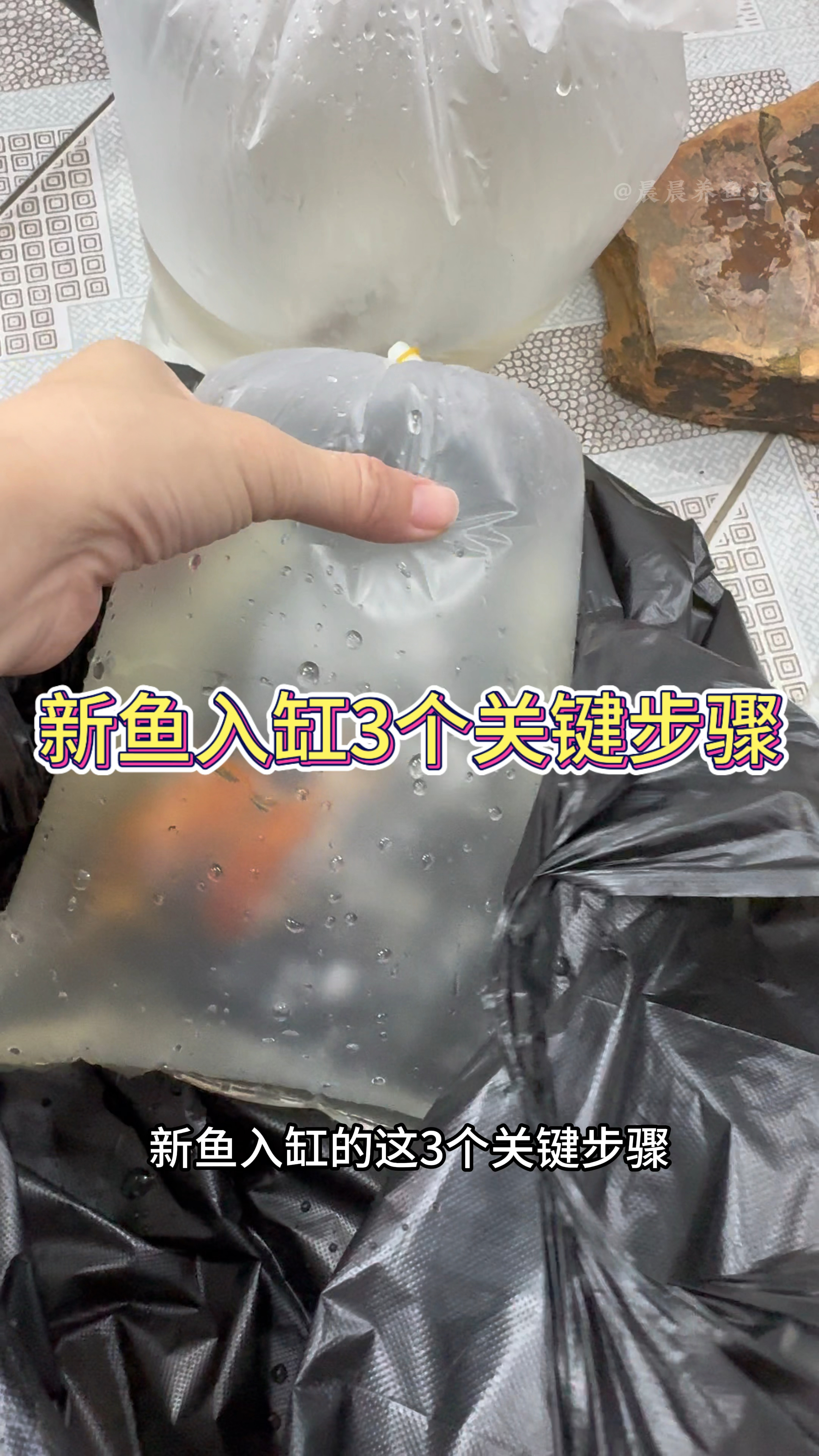 新鱼入缸这3个关键步骤#水族 #观赏鱼 #开缸