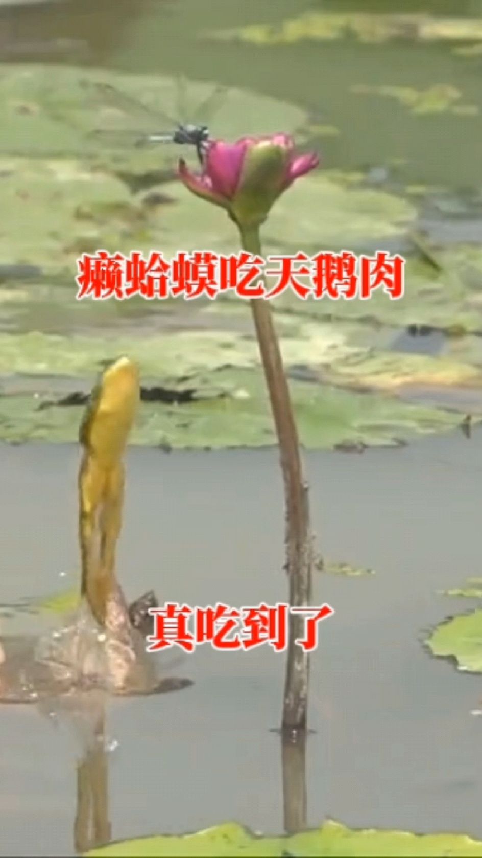 癞蛤蟆吃天鹅肉,真吃到了
