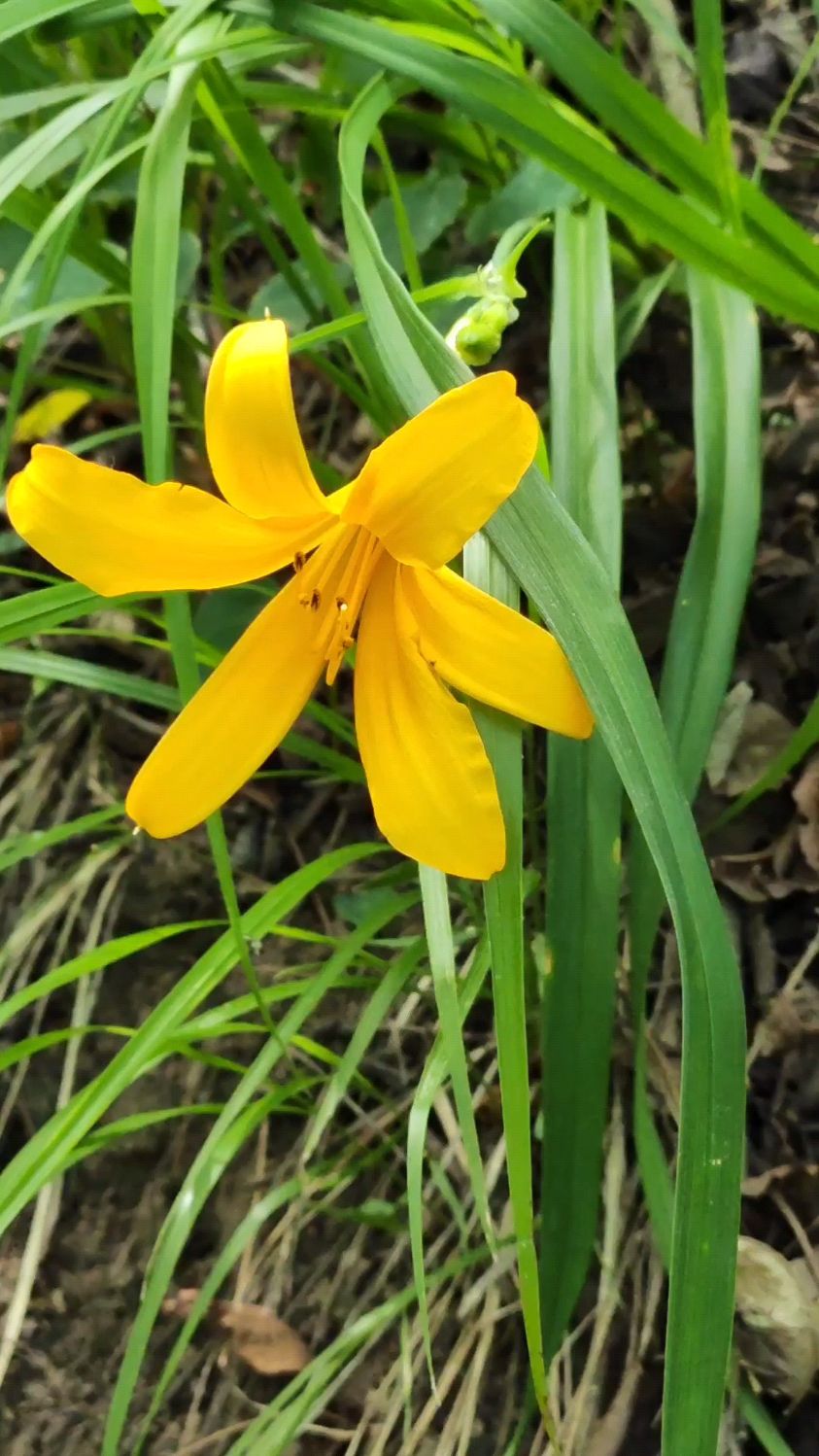黄花菜的花,有点像百合,还叫忘忧草,看看没烦恼