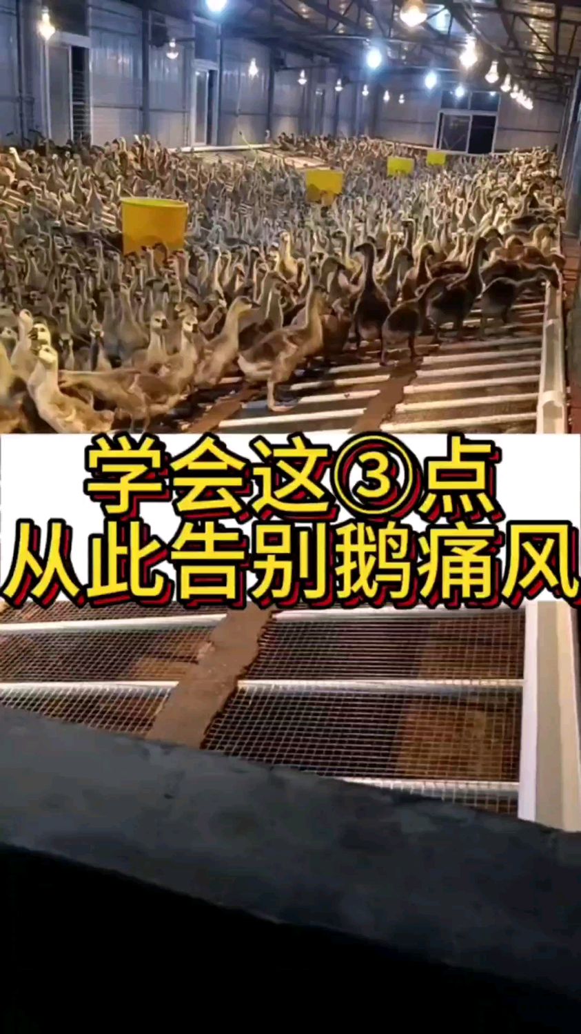 学会这3点从此告别鹅痛风