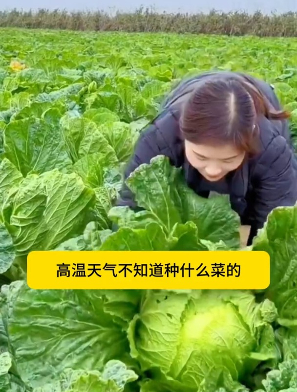 夏阳洋白菜耐热好种,不用移栽不育苗,现在播种正当时!