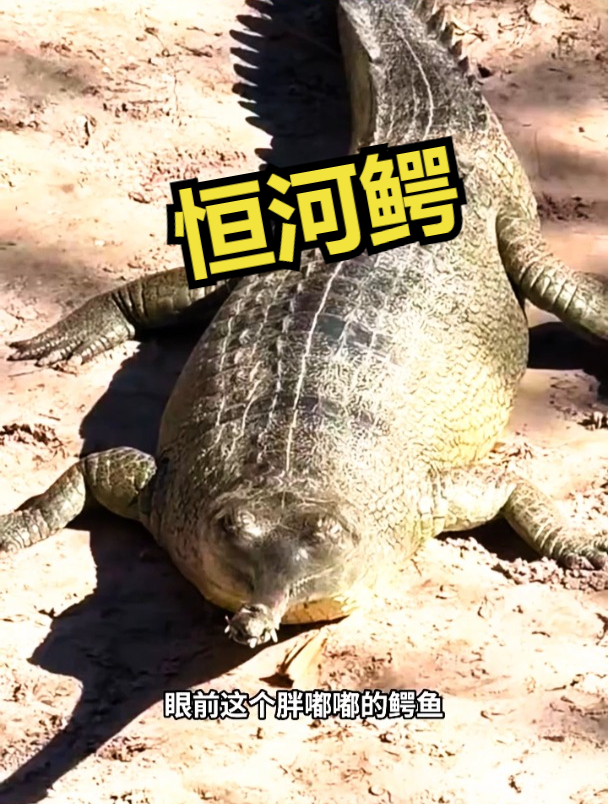 恒河鳄,世界上最大的鳄鱼之一!