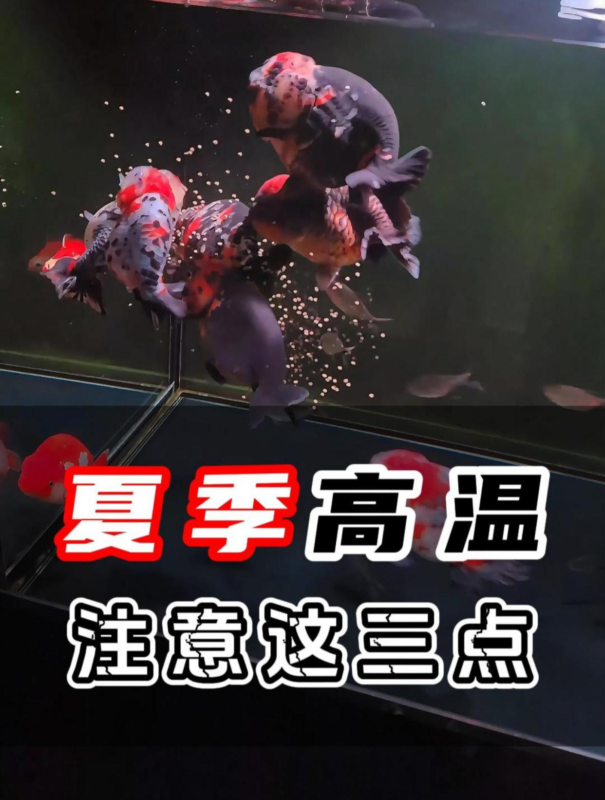 夏季高温天气养兰寿金鱼这种广温鱼建议做好这三点