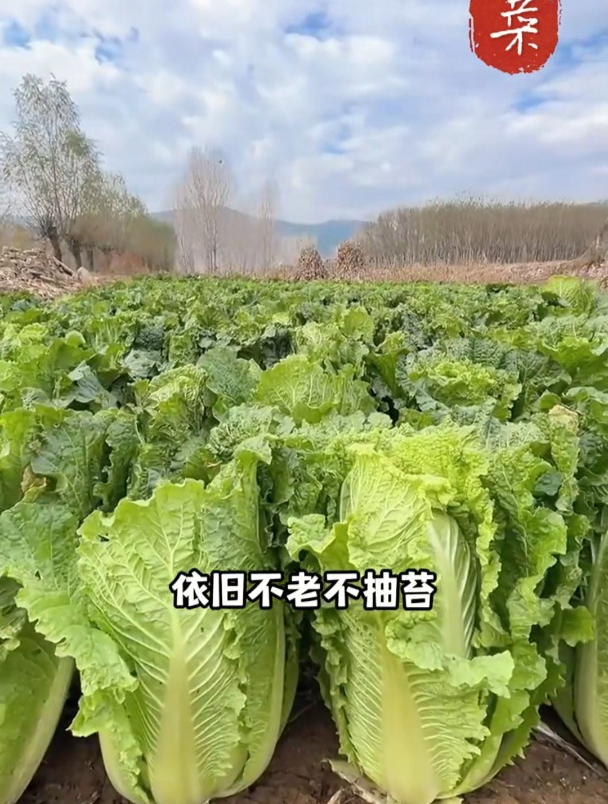 夏阳大白菜耐热好种,不用育苗撒籽就长,高温也不会抽苔