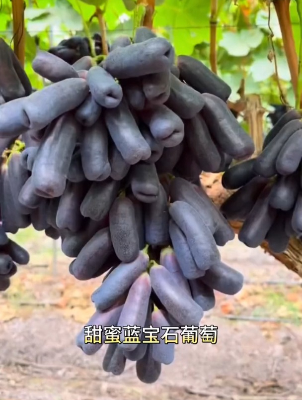 一个葡萄新品种,果粒长长的像小茄子,深受市场喜爱价值高