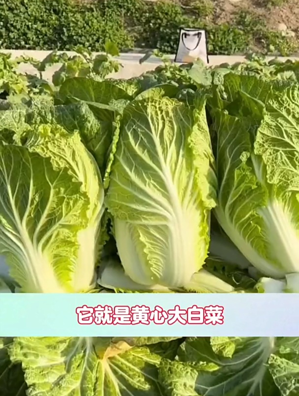 耐存储好管理,撒籽浇水就长,黄心大白菜种一点吃到深冬!