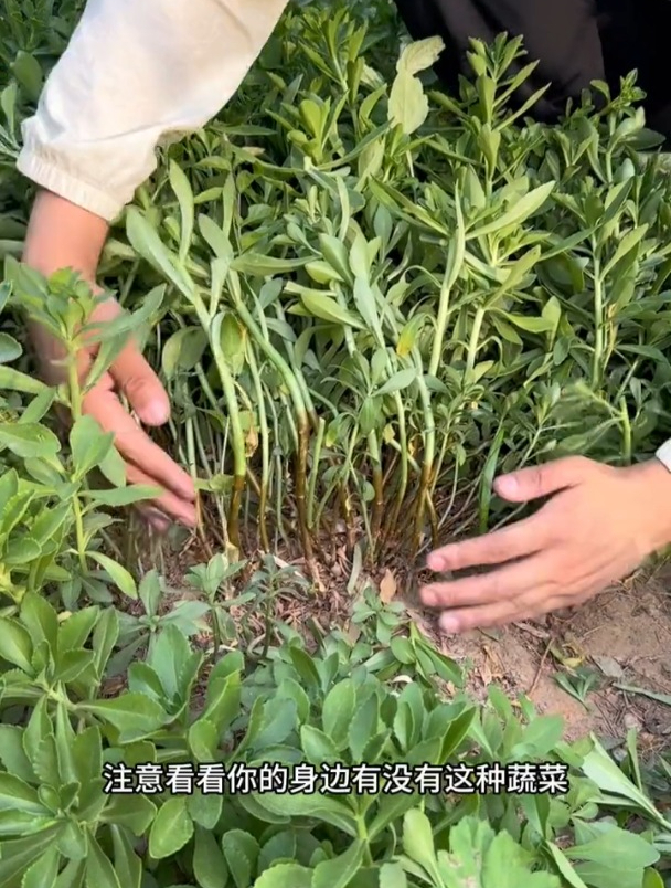 三七又叫“救心菜”,营养价值胜牛肉,种子撒一点长一大片!