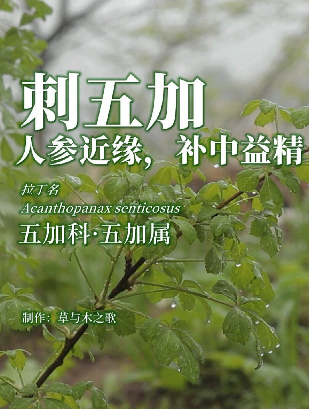 刺五加:人参近缘,根茎是药材,能补中益精、强筋健骨、增强记忆