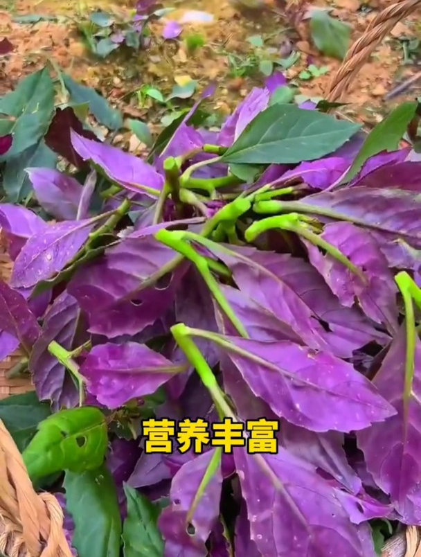 紫背菜又叫“补血菜”,撒点种子长一片,过去家家都种过!