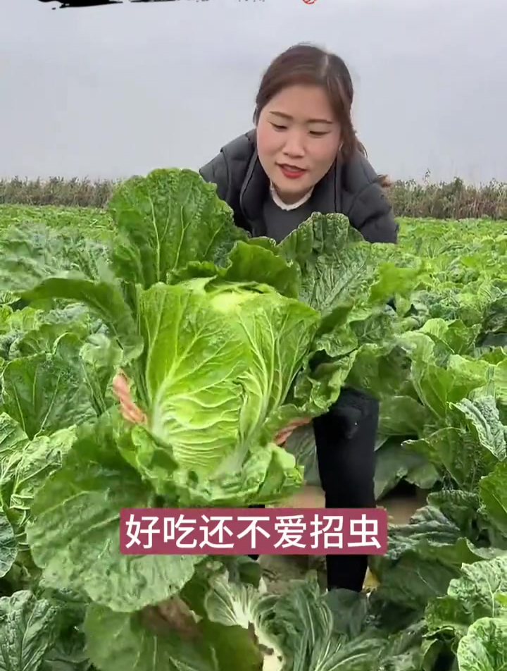 夏阳大白菜,耐热不招虫,40度高温也不会抽苔