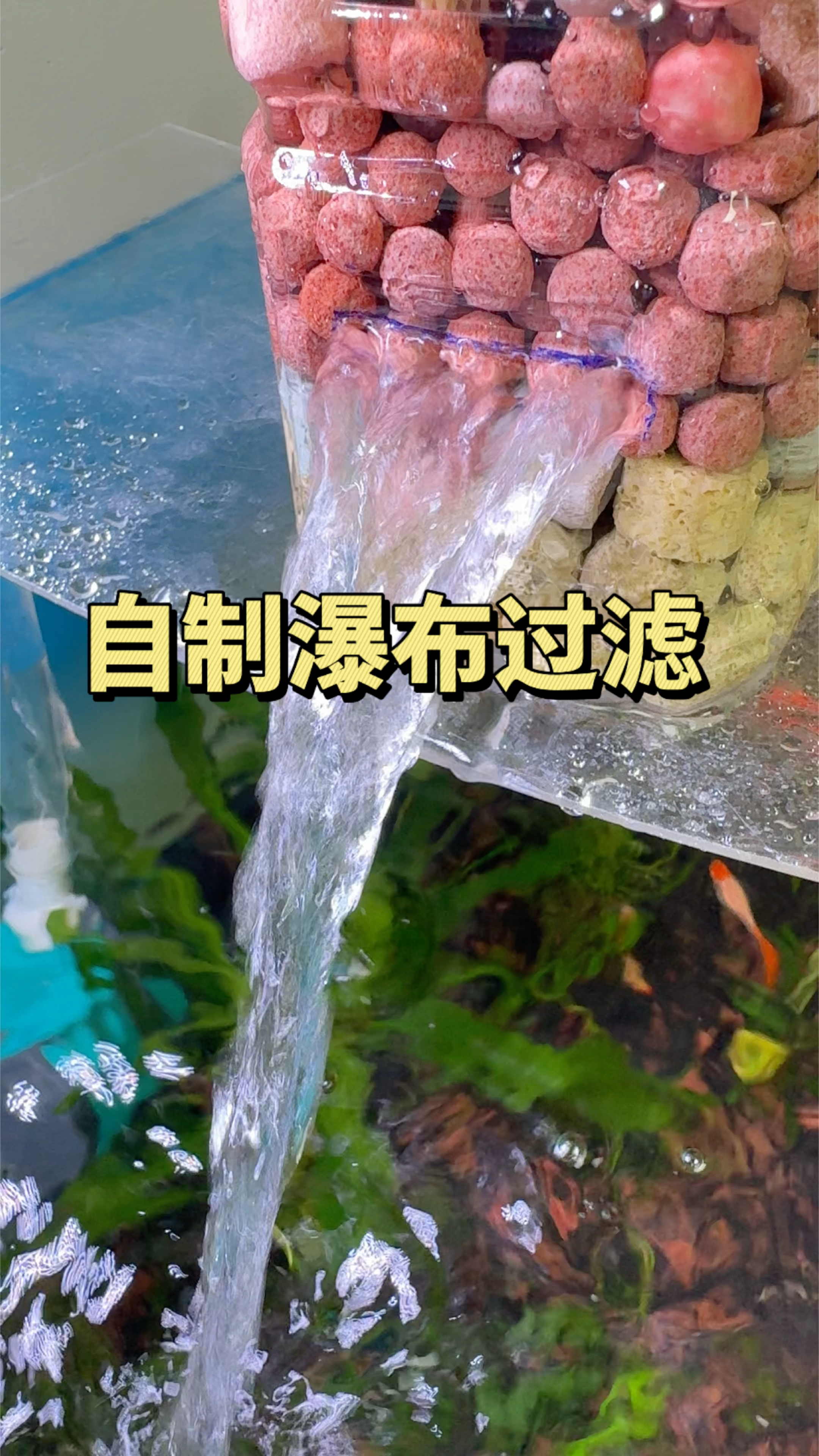 这个自制瀑布过滤好看又好用 快来试试吧 #观赏鱼 #鱼缸过滤#水族