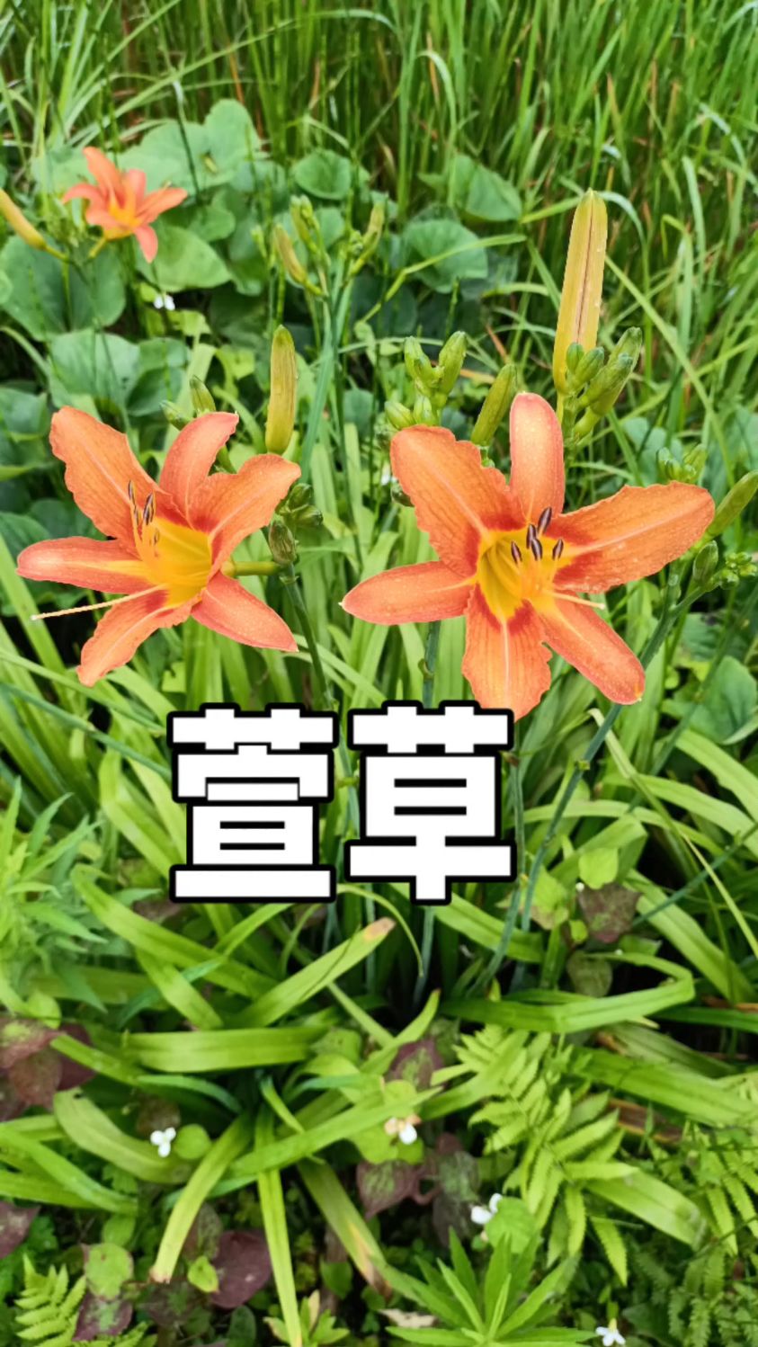 萱草揭秘:红花不可食,黄花却美味 #萱草花