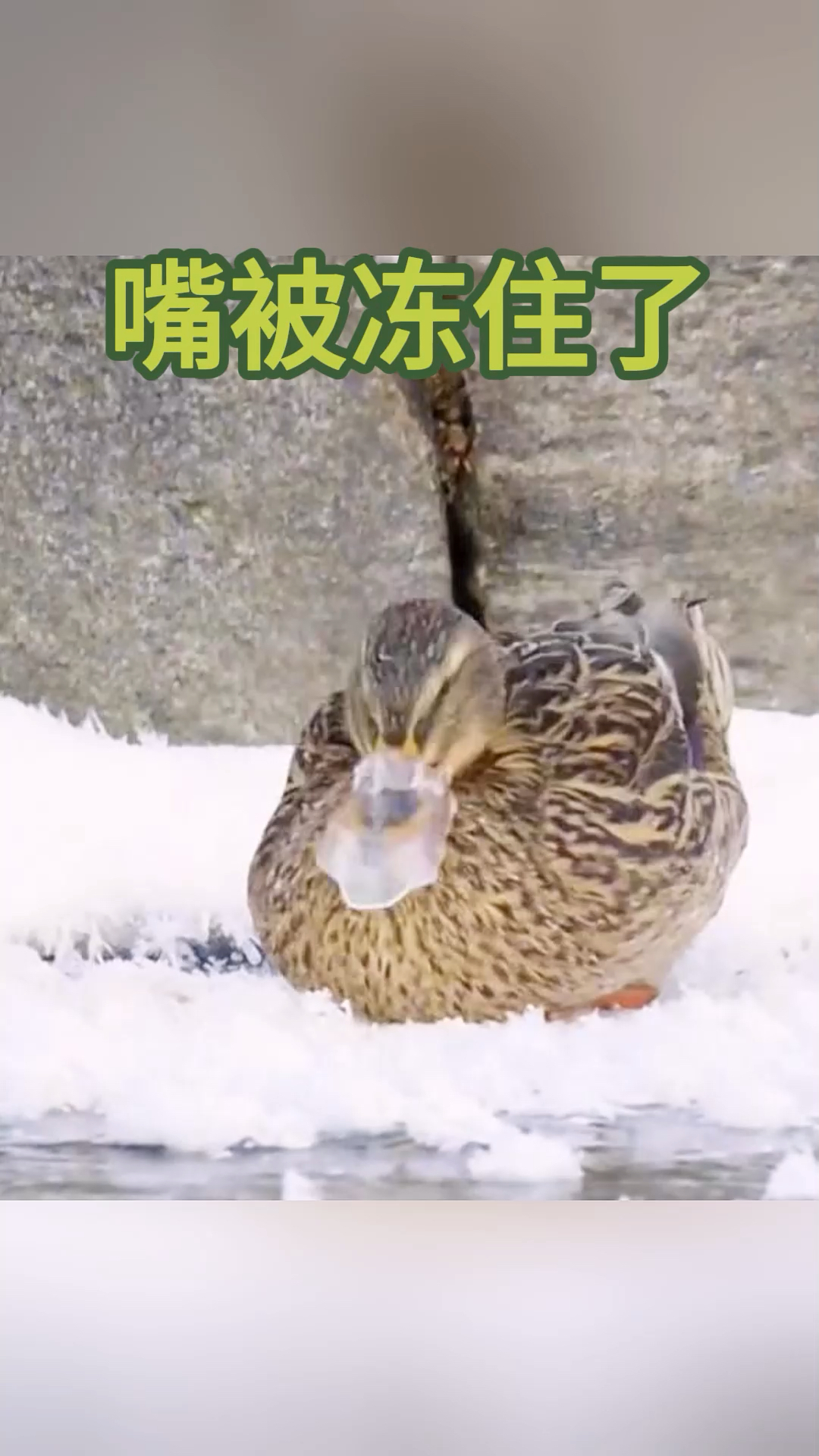 都说鸭子嘴硬,这下该如何是好了