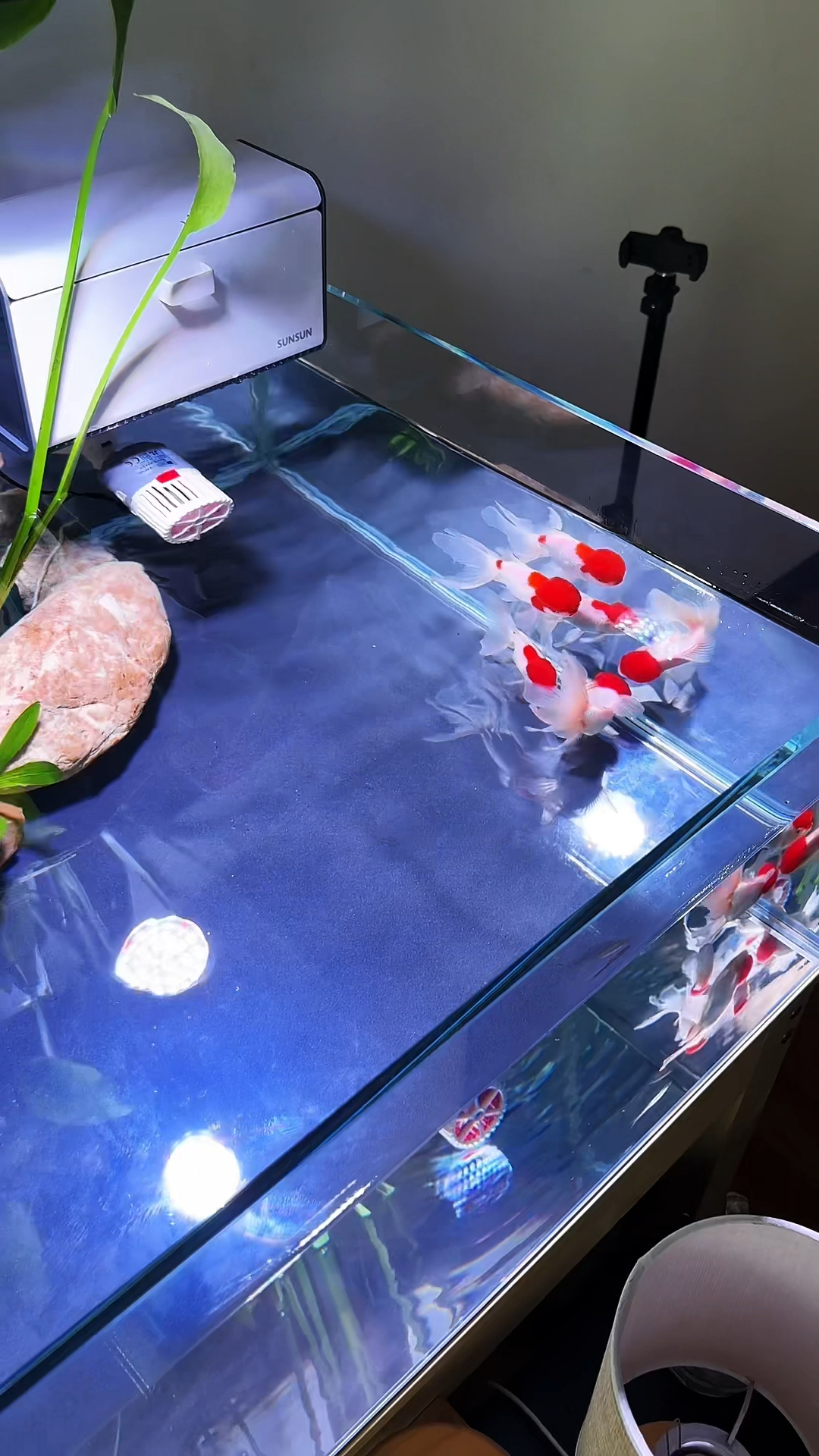 拿鹤顶来闯缸是不是有点任性了,不过还是挺好看的