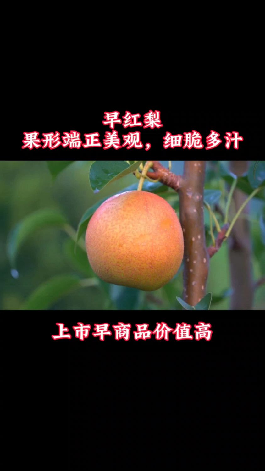 早红梨,早熟红色的梨,果形端正,整齐度高,石细胞少,细脆多汁