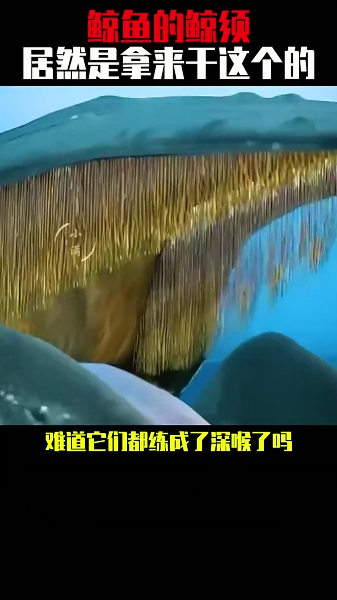 鲸鱼的鲸须,居然是拿来干这个的
