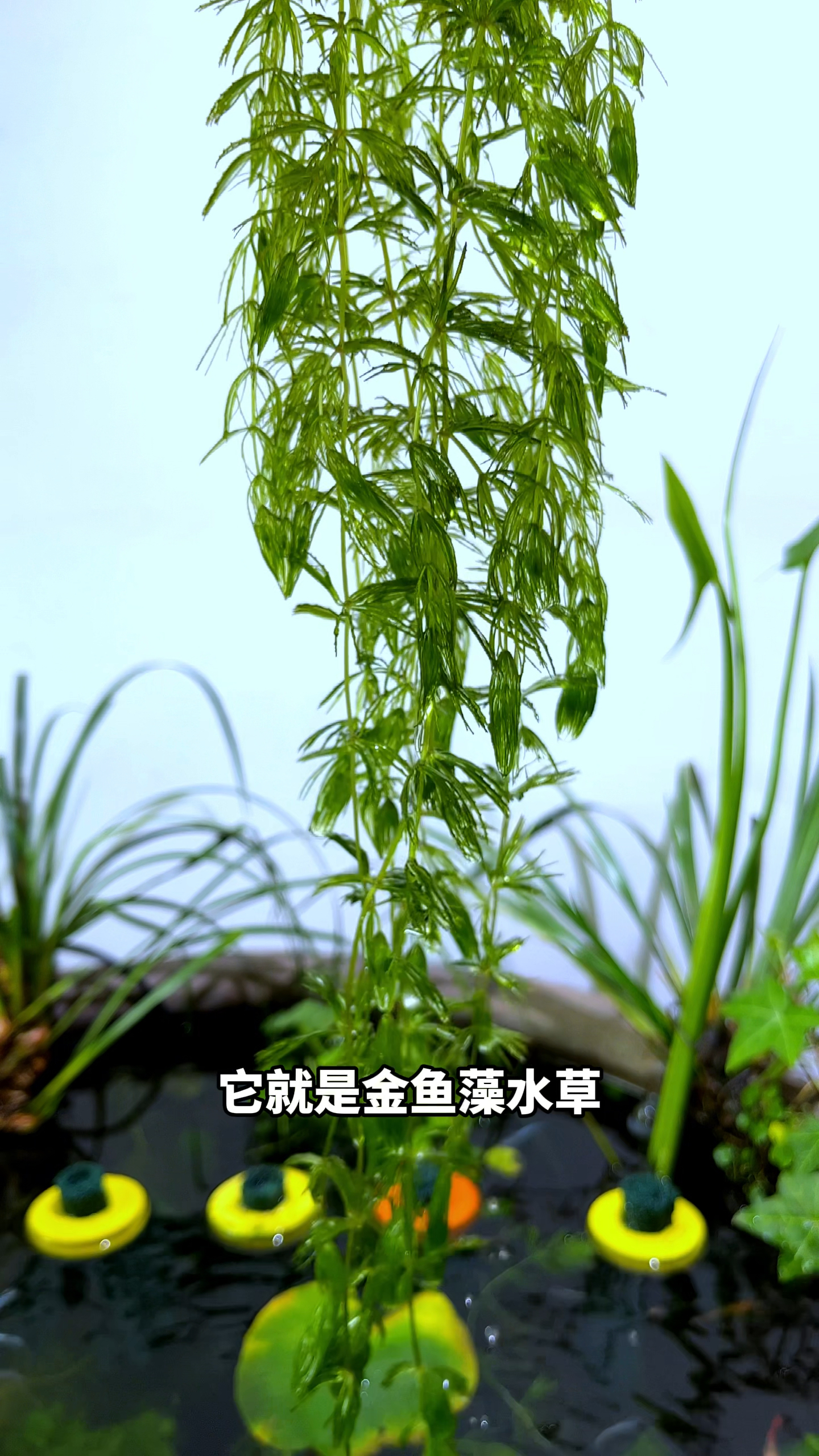 养不死的水草,丢几根在鱼缸中,就可以野蛮生长,它就是金鱼藻