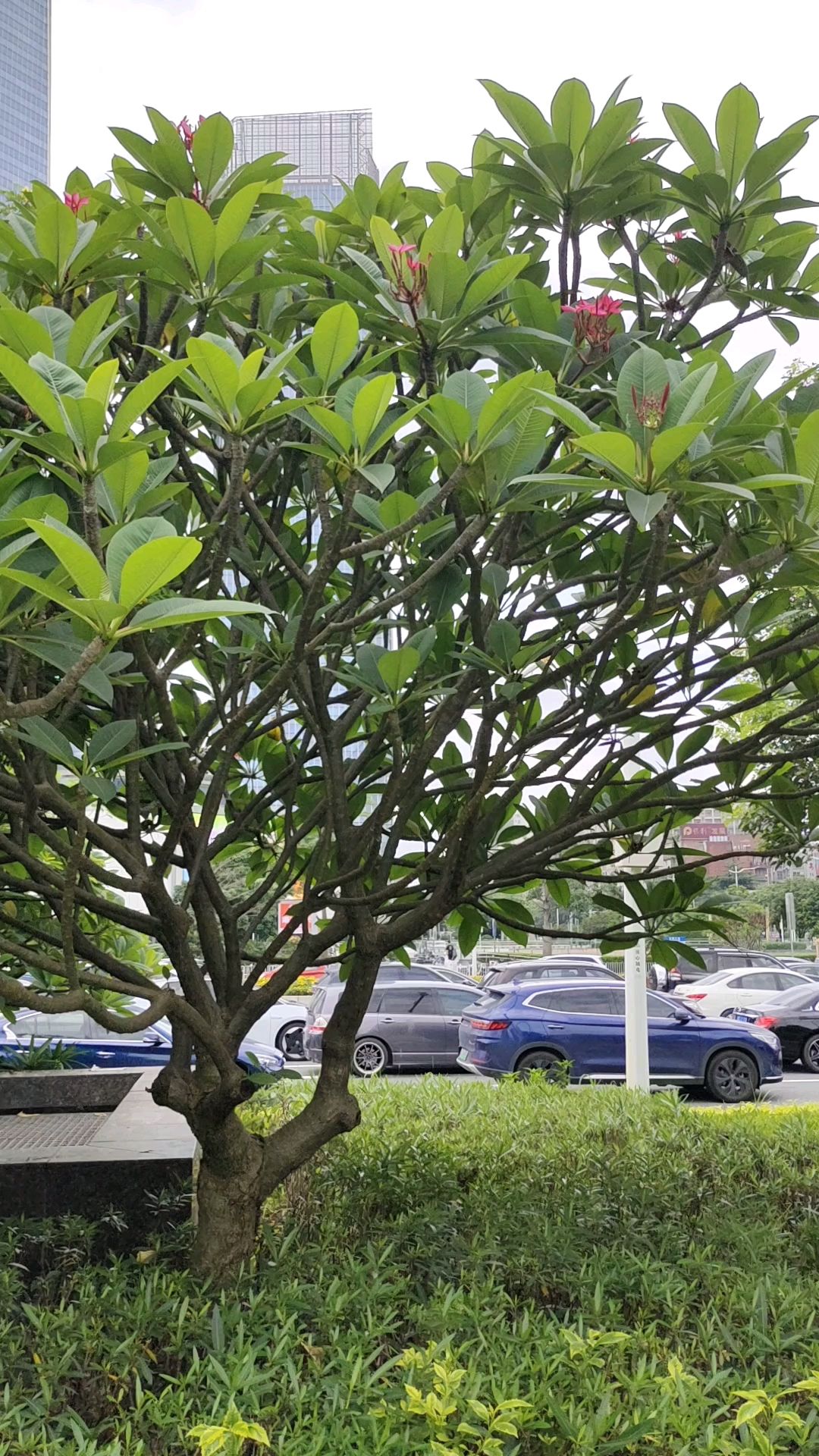 鸡蛋花树,怕冷,北方没法种