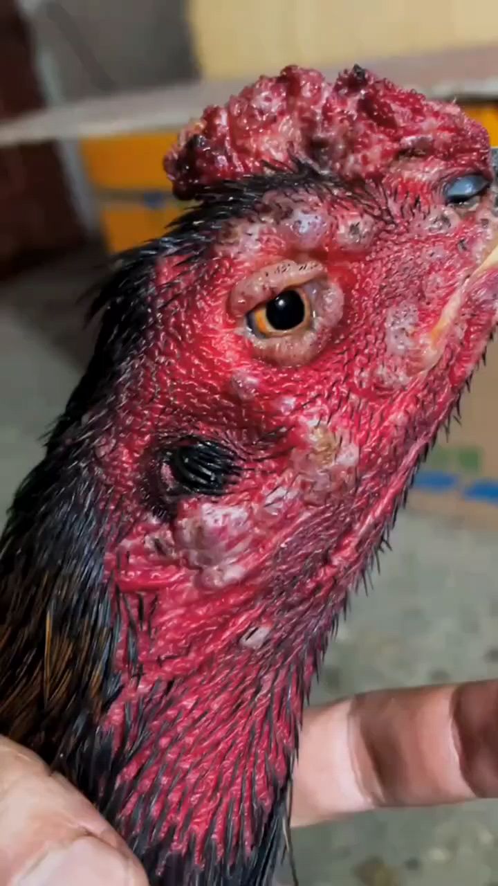 看看这个鸡长很多痘痘