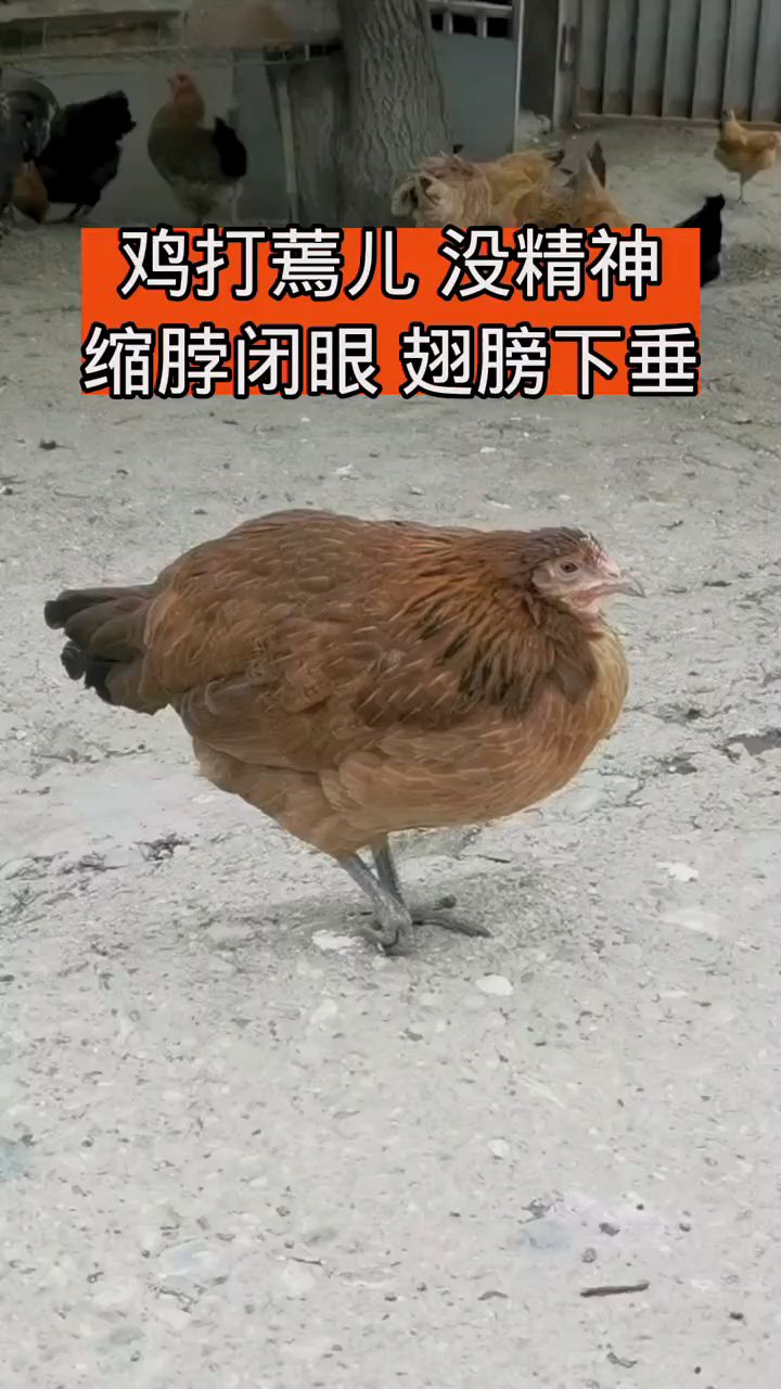 鸡没精神翅膀下垂